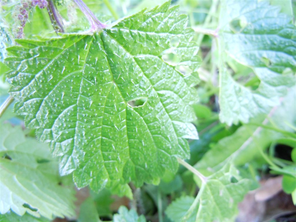 Ortica da determinare - Urtica membranacea